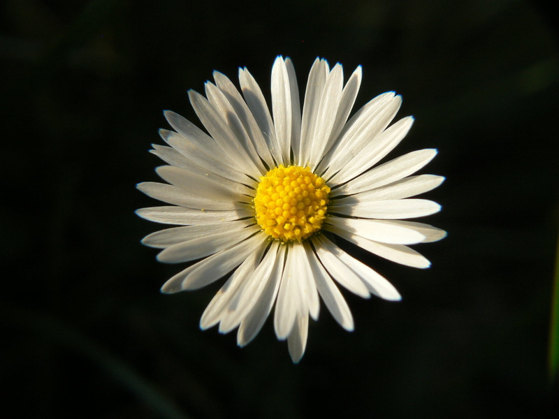 nature, summer, Tiny, white, 2K, darmstadt, daisy, photography, close-up, white daisy, yellow, macro, woog, chamomile Plant, plant, Flower, petal, germany