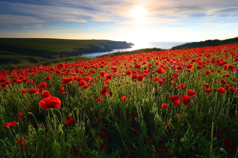 red, green Color, field, agriculture, 480P, landscape, sky, rural Scene, sunlight, outdoors, porth, grass, nature, photo, beauty In Nature, flower, flowers