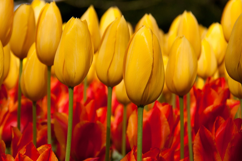 plant, springtime, red, tulips, keukenhof, 2K, yellow, nature, field, tulip, flower