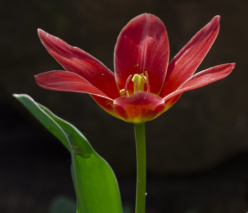 close, 1080P, red, nature, flowers, petal, springtime, plant, pink Color, beauty In Nature, garden, Tulip, photo, blossom, amarillys, flower, botany, close-up