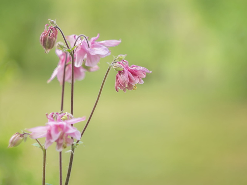 beauty In Nature, bokeh, Columbine, M43, Frühling, springtime, flower Head, plant, Helios, 1080P, nature, Peach, pink Color, Panasonic  Lumix  GX8, flower
