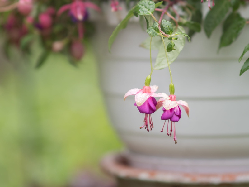 purple, Panasonic, MFT, 1080P, two, flower, F1.4, manual focus, available light, Peach, Samyang, petaled, Spring, Micro 4/3, Lumix, pink Color, flowers