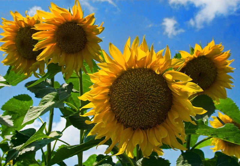 low, angle, blue, outdoors, low angle, field, 2K, yellow, flower, nature, plant, sunflower, yellow  blue, flowers, four, agriculture, photography, rural Scene