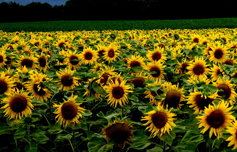 green Color, yellow, agriculture, 1080P, sunflowers, summer, flower, bed, field, sunflower, rural Scene, plant, outdoors, nature