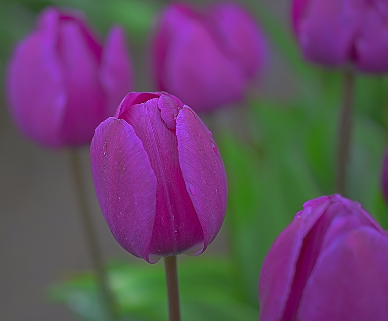 Outdoor, Oregon, Wooden Shoe, tilt, Macro, shift, petal, Drops, Wife, Tulips, DOF, pink Color, beauty In Nature, Scenic, Tulip, Woodburn, Depth of Field