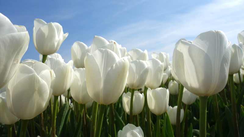 inflorescence, flowering plant, flowerbed, flower, flowers, spring, plant, tulip fields, flower head, tulips, freshness, white, sky, beauty in nature, close-up
