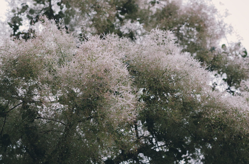 no people, day, beauty in nature, cold temperature, flowering plant, 2K, rain, blossom, fragility, dew, united states, wispy, vulnerability, desaturated