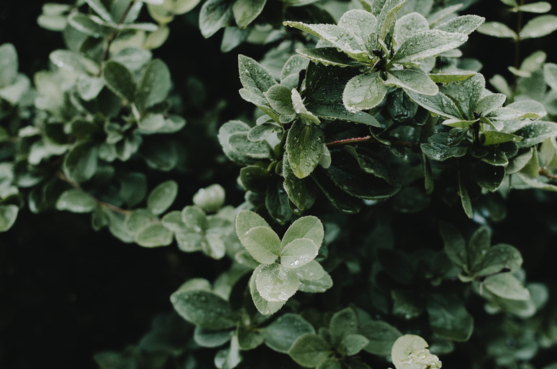 boston, high angle view, plant, green color, united states, arnold arboretum of harvard university, plants, selective focus, no people, day, 2K, water