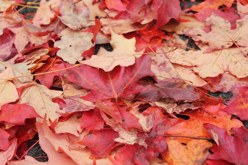 outdoors, cambridge, backgrounds, leaf, 5K, beauty in nature, change, united states, day, leaves, harvard university, harvard, maple leaf, autumn collection
