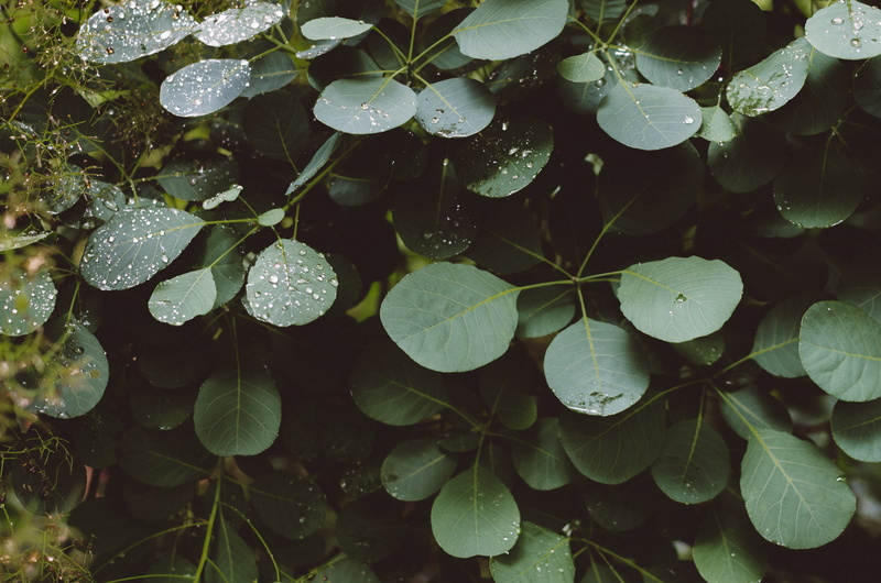 branch, tree, full frame, growth, rainy season, beauty in nature, leaf, flat, boston, 2K, foliage, green color, drops, plant, tranquility, clover, leaves