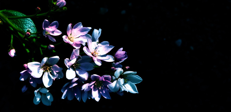 united states, flora, feminine, macro, blossom, flower, minimal, freshness, black background, purple, little tokyo, fleur, background, beauty in nature