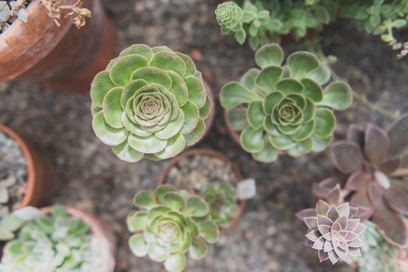 united states, beauty in nature, directly above, day, focus on foreground, plant, potted plant, cacti, dessert, cactus, flower, growth, plant part