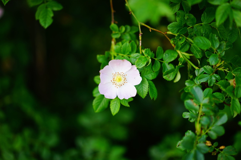 light, hageman rose, beauty in nature, rose greenhouse, pink color, hell, purple, protection plantation, day, rose, pink, white, vulnerability, green color