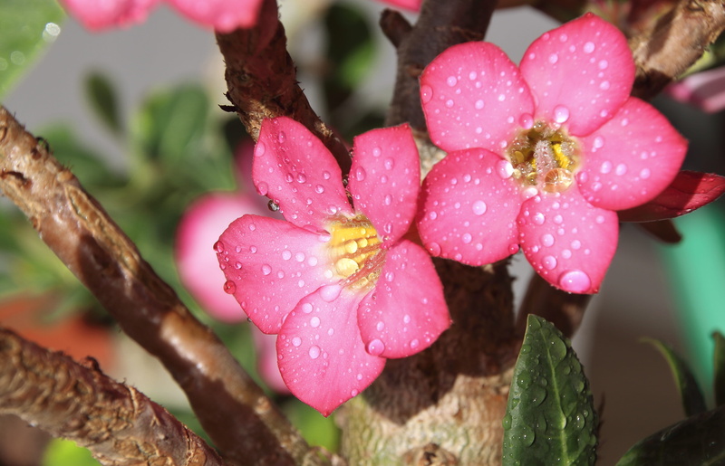 fragility, freshness, red, flower head, color, purity, background, drop, wet, green, flowering plant, rosa, plant, flora, petaled, pink, raindrop, pink color
