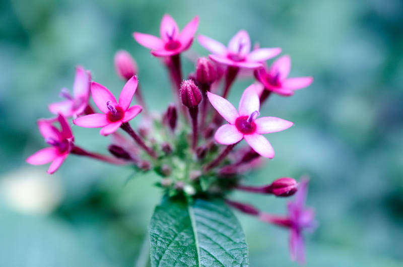 close up photography, Houston  Texas, United States, flower, white, green  leaf, summer, pink Color, petal, bokeh, black, photography, pink, purple, fuchsia