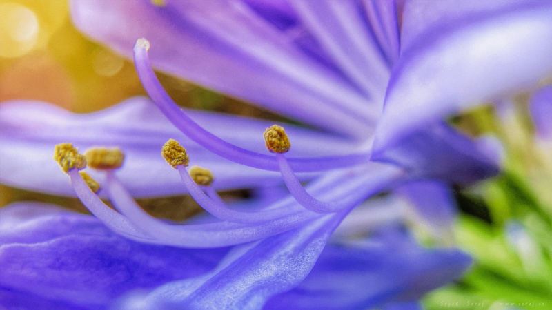 agapanthus, purple flower, background, green  light, nature, PowerShot, sg, United States, pistil, desktop, s10, macro, stamen, petal, Long Beach, flower