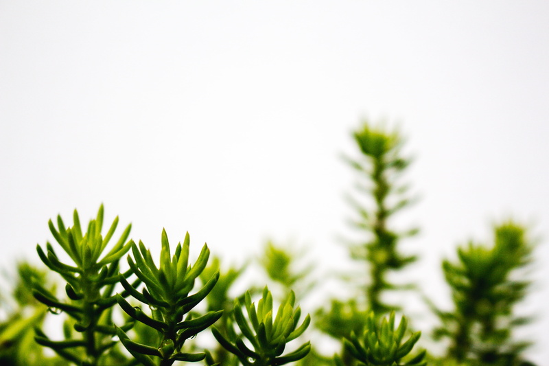coniferous tree, growth, leafed, branch, no people, minimalism, food and drink, green, green color, water drop, photography, quote, outdoor, freshness