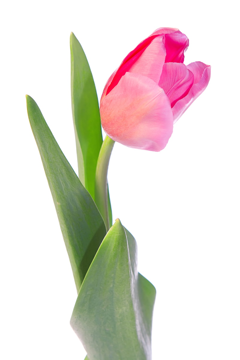freshness, red, tulip, petal, white, head, green color, floral, close-up, studio, beauty, 4K, summer, plant part, beautiful, cut out, inflorescence, growth