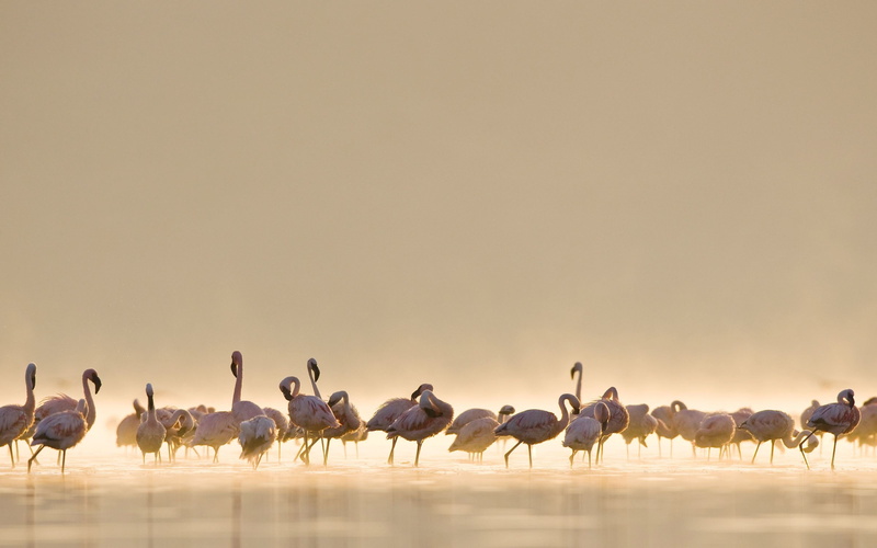 Landscapes, 2K, Macintosh, flamingos, inc, Apple Inc., art, hd, apple, technology