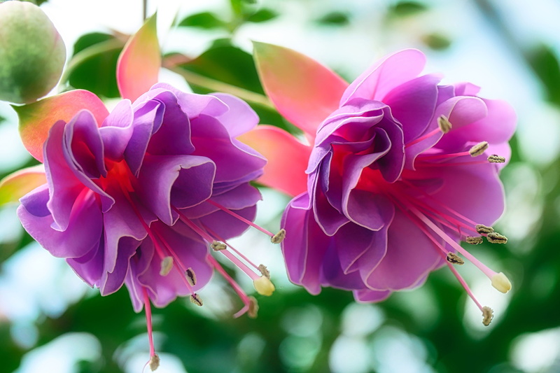 freshness, ornamental garden, 4K, petaled, purple, ornamental plant, plant, flower, petal, flora, close-up, flowering plant, springtime, photography, close