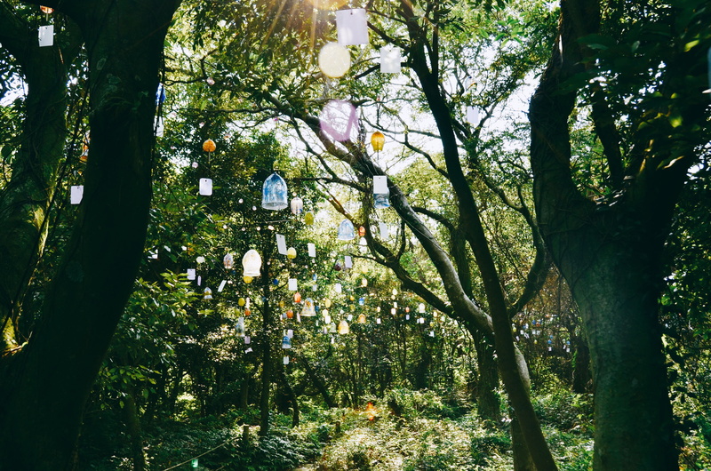 green color, forest, beauty in nature, land, flowering plant, glass castle, tree, no people, tranquility, sunlight, outdoors, wind chimes, cheju, 462, plant