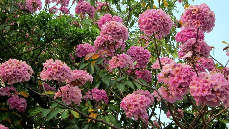 rosy, nature and landscapes, tree, calyx tube tubular, 1080P, pink, flowers like wind chimes, deciduous tree, trumpet