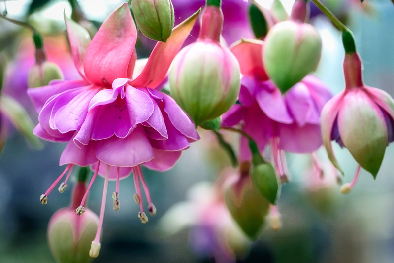 day, nature, ornamental plant, flowering plant, balcony plant, springtime, fuchsia wind chime, flower, purple, flowers, fuchsia, close, focus on foreground