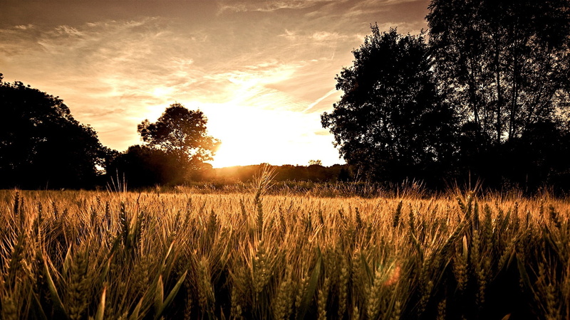brown, landscape, sky, tranquil scene, trees, 1080P, wheat, tranquility, daytime, spikelets, land, field, scenics - nature, environment, growth, beauty in nature