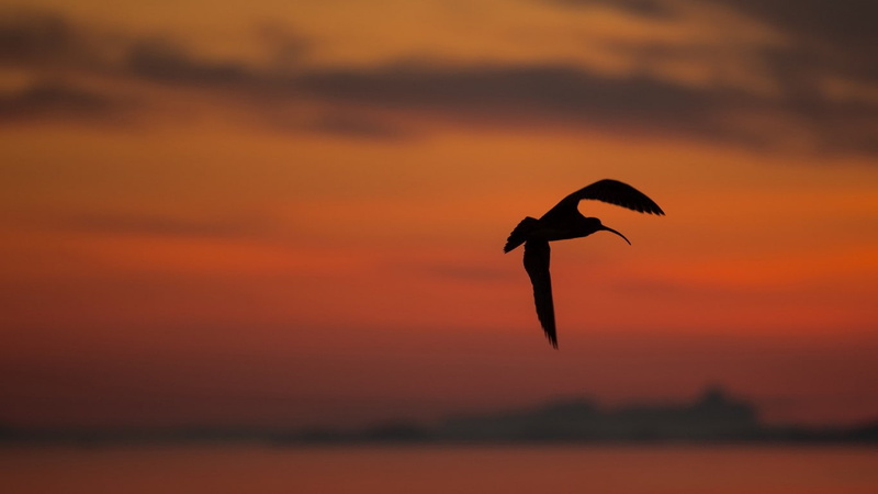 720P, silhouette, Curlew, sunset, background