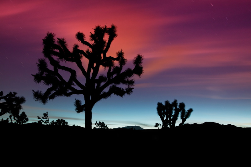 desert, silhouette, red, night, 4K, trees, long exposure, skyscape, dark