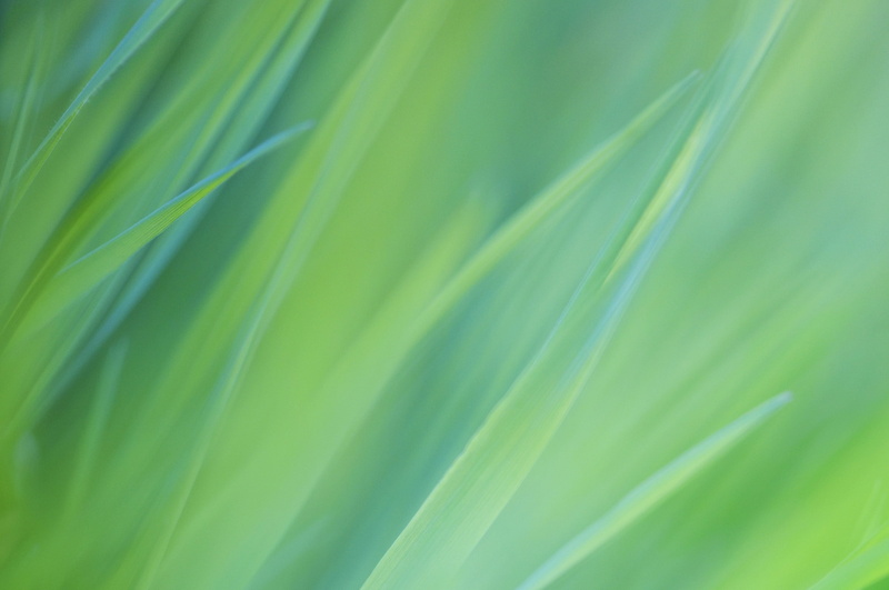 Green Grass, 2K, Stock, Chrome OS