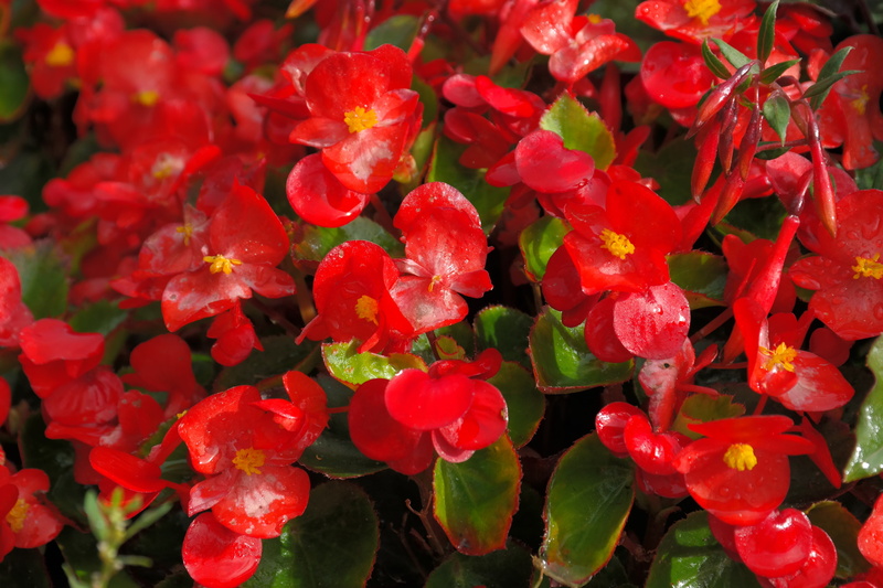 bunch of flowers, begonia, abundance, bedding plant, flower head, eyes of god, ice begonias, bright, fragility, freshness, bedding begonias, plant, day