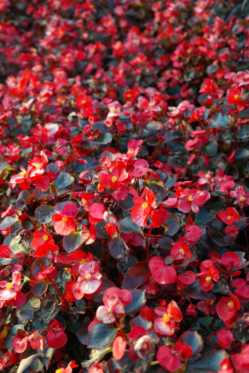 inflorescence, balcony plant, fragility, day, flora, outdoors, colorful, high angle view, color, flowers, nature, backgrounds, 5K, begonia leaf plants