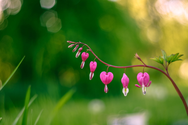 heart, flower, pink, bloody, bokeh, M42, plant, outdoors, summer, Bucharest, Bleeding  heart, selective, Everything your heart desires, Botanical  Garden