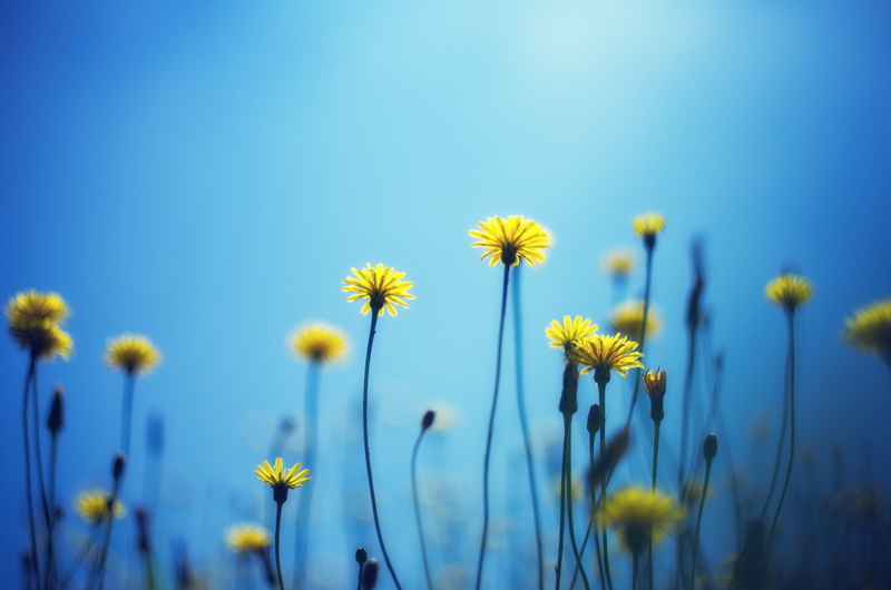 Flower, yellow, blue, field, outdoors, タンポポ, CZJ, beauty In Nature, sky, rural Scene, summer, MC, Blue  Sky, Sunflowers, M42, daisy, 2K, Dandelion, sunlight