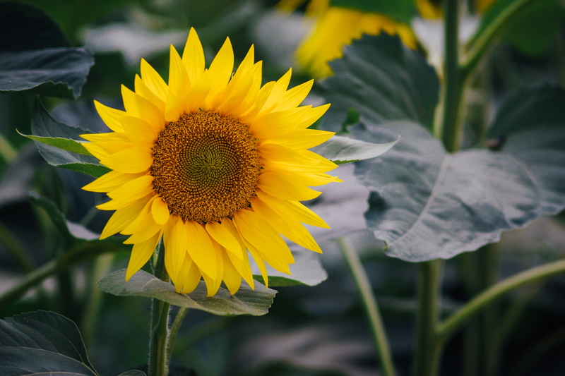 jupiter, photography, 5K, sun, shallow, sun flower, flower, m42, focus, shallow focus