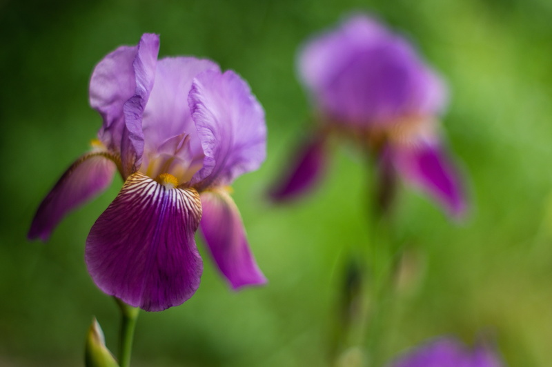 pink Color, purple, m42, plant, backyard, nature, flowers, beauty In Nature, Takumar, summer, close-up, selective, flower, petal, bearded-iris, SMC, plants