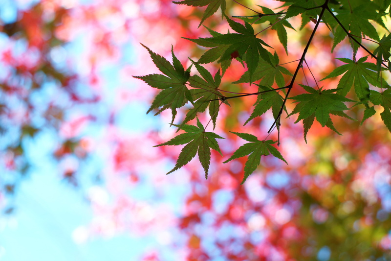 plant, outdoors, F1.4, 5K, branch, tree, photography, nature, M42, autumn, Pastel, closeup photography, Super, leaf, defocused, closeup, season, Takumar