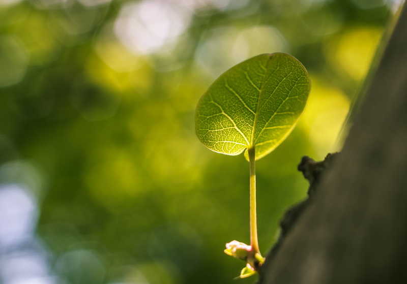 green leaf, close-up, closeup, growth, closeup photography, macro, backgrounds, 35mm, green, tree, m42, 4K, photography, summer, environment, leaf, Spring