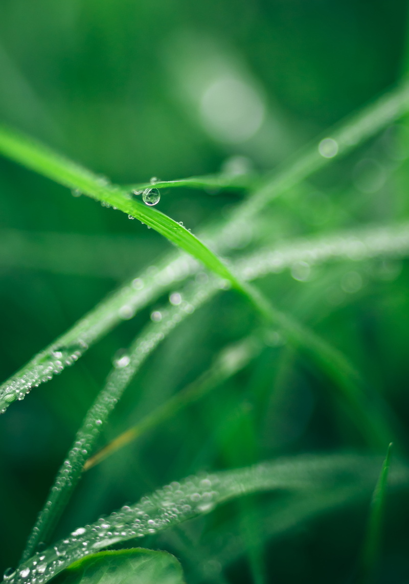 summer, green leaf, leaf, dew, wet, Sphere, macro, grass, water, environment, green, romania, backgrounds, M42, water drop, close-up, raindrop, plant, drop