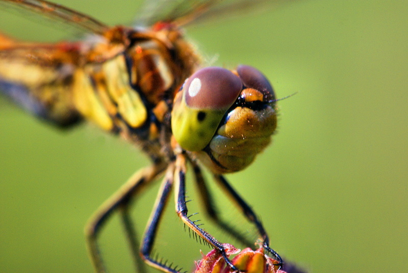 Dragonfly, nature, closeup photography, pentax  k10d, summer, animal, close-up, wildlife, green, M42, animal Wing, insect, 1080P, brown, macro, photography