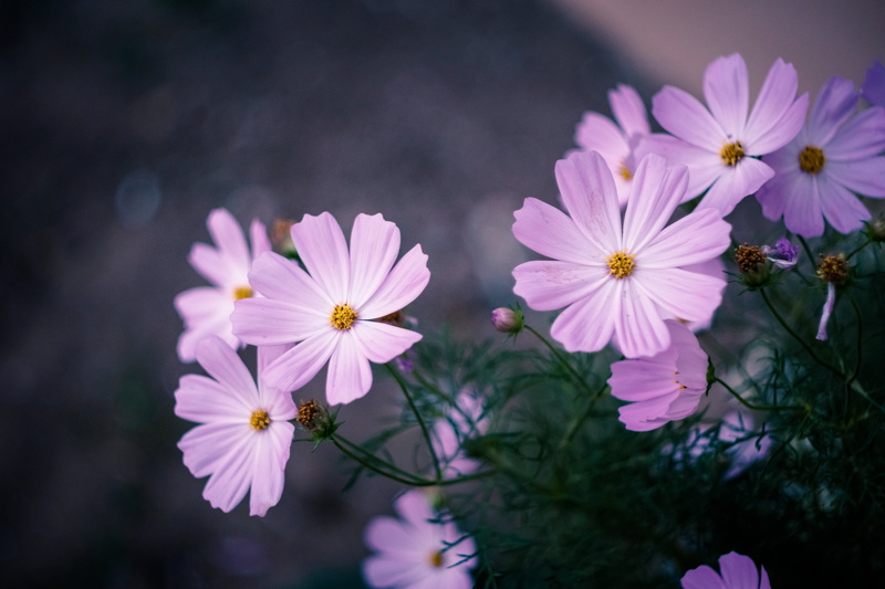 springtime, M42, summer, outdoors, petal, sorin, purple, romania, Romanian, Carl  Zeiss  Jena, photo, plant, nature, Pink, f/1.8, Photographers, 4K, bokeh