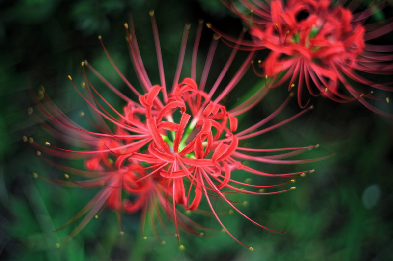 PENTACON, DoF, JAPAN, Bokeh, F1.8, photography, M42, amaryllis, 5K, 5D Mark II, flowers, Cluster, focus, in focus, DPP, Canon, red, auto, Yasunari, Nakamura