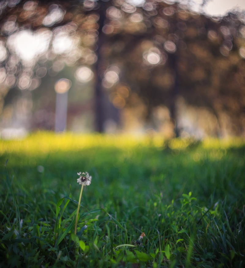 bucuresti, summer, dslr, white, russian, Broken, yellow, m42, field, romania, meadow, defocused, legacy, vintage, bucharest, plant, flower, closeup, f/1.8