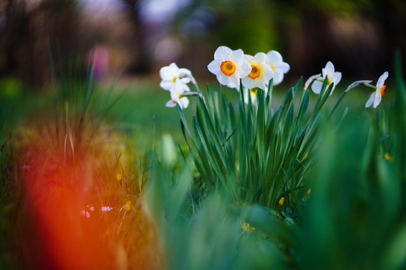 freshness, M42, Helios, focus, petal, springtime, f/1.5, meadow, green Color, grass, yellow, plant, 5K, white, nature, outdoors, summer, bokeh, photography