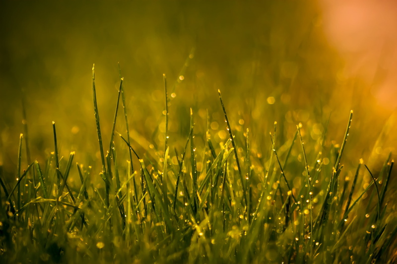 closeup photography, f/2.8, summer, springtime, natural, nature, freshness, meadow, rain, green Color, macro, outdoor, plant, 2K, mother  nature, droplets