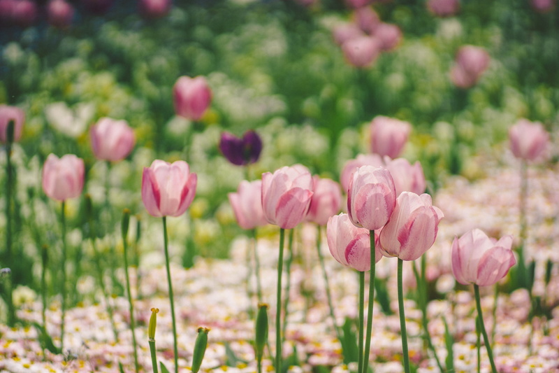 springtime, m42, nature, outdoors, flower, green Color, jupiter, plant, petal, field, tulip, pink Color, 4K, flowers, summer, photography, flower Head