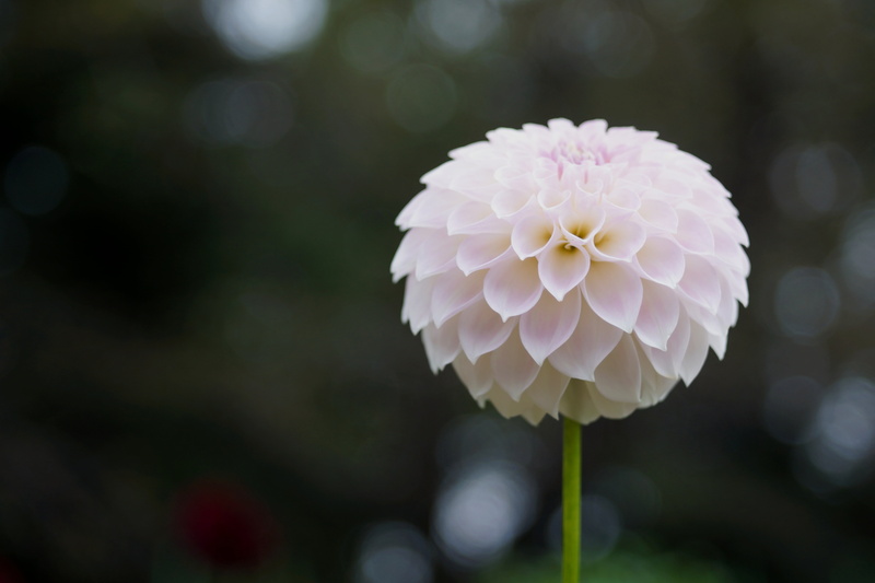 ダリア, petal, flower, F2.8, M42, photography, summer, close-up, plant, flower Head, 5K, Clear, macro, nature, Color, Tessar, beauty In Nature, pink Color