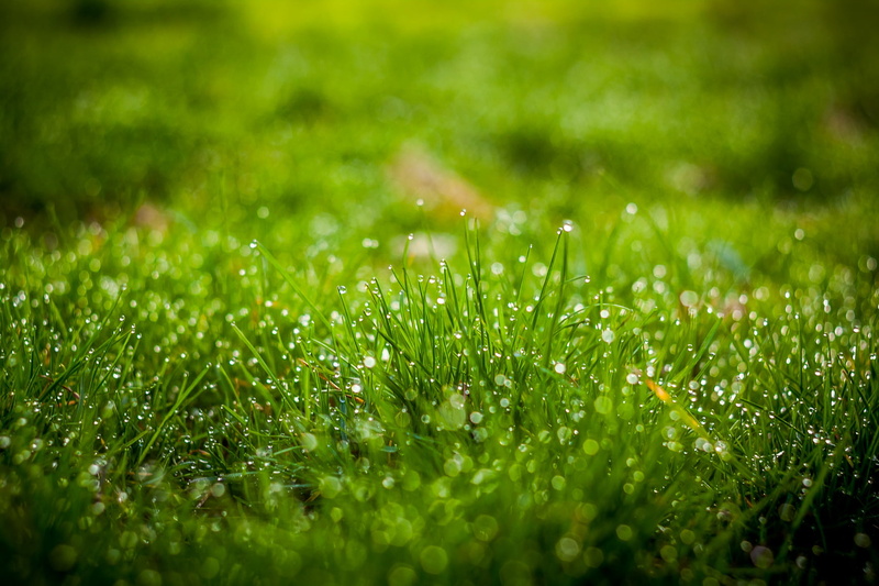 jardin, me, 720P, gear, bucuresti, romania, garden, plant, meadow, sorin, summer, m42, zenit, close-up, bucharest, Canon, parc, grass  green, springtime