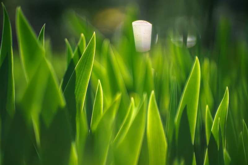 black, shallow, plant, green, M42, shallow focus, nature, photography, f2, grass, freshness, 4K, jupiter, leaf, green Color, focus, distance, green grass